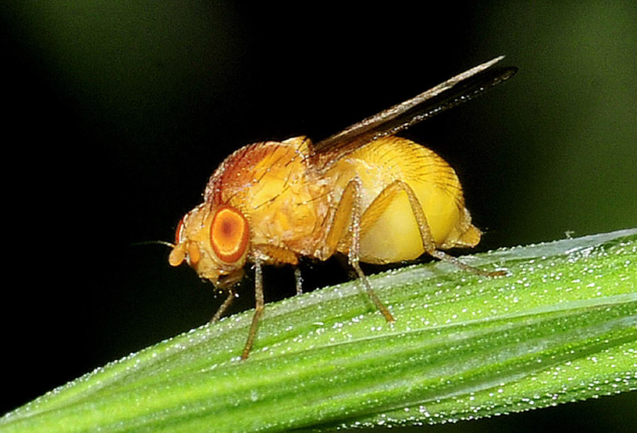 femmina di Lauxanidae